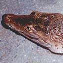 Philippine crocodile