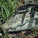 New Guinea crocodile