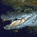 African dwarf crocodile