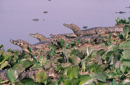 Yacare caiman in Venezuela