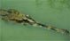 Tomistoma